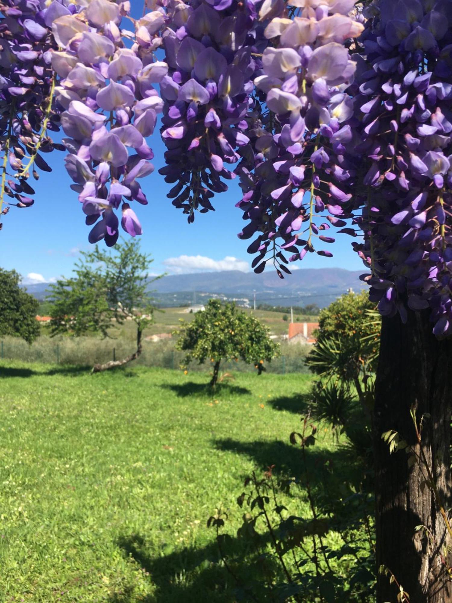 Quinta De Mocamedes - Turismo De Habitacao Hotel Vouzela Luaran gambar